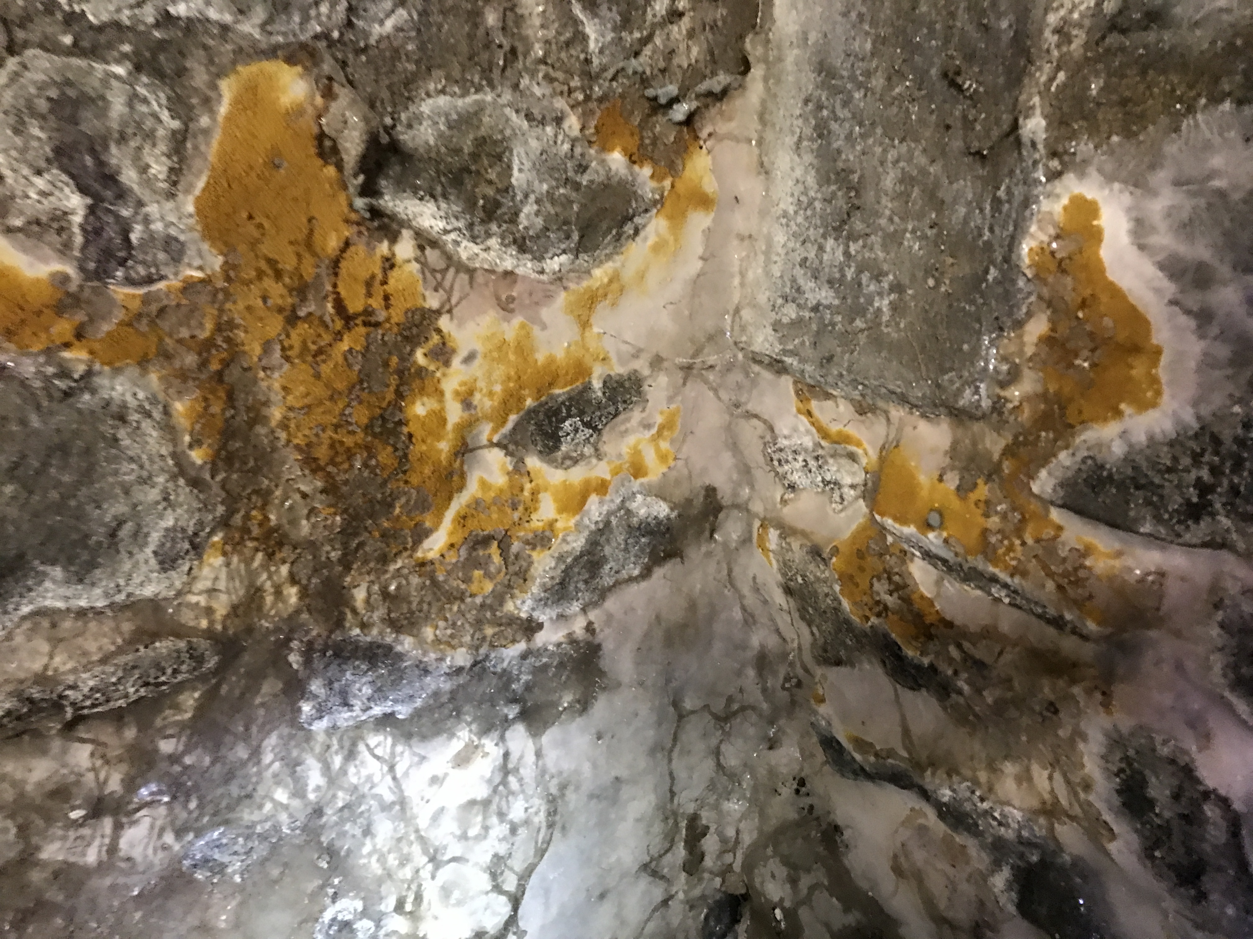 Merule - Fructifications en cave - Merule (Serpula lacrymans) - ACO-Habitat