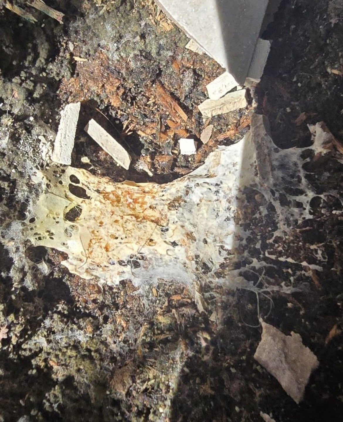 Merule - Vide sanitaire envahi - Merule (Serpula lacrymans) - ACO-Habitat