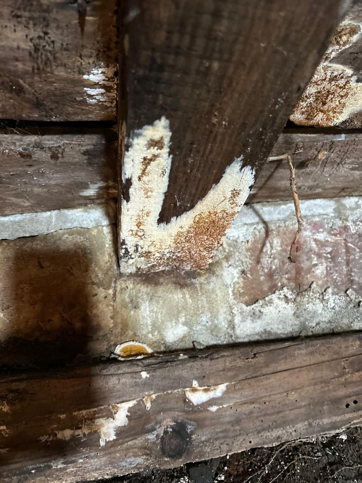 Merule - Mycelium sur charpente - Merule (Serpula lacrymans) - ACO-Habitat