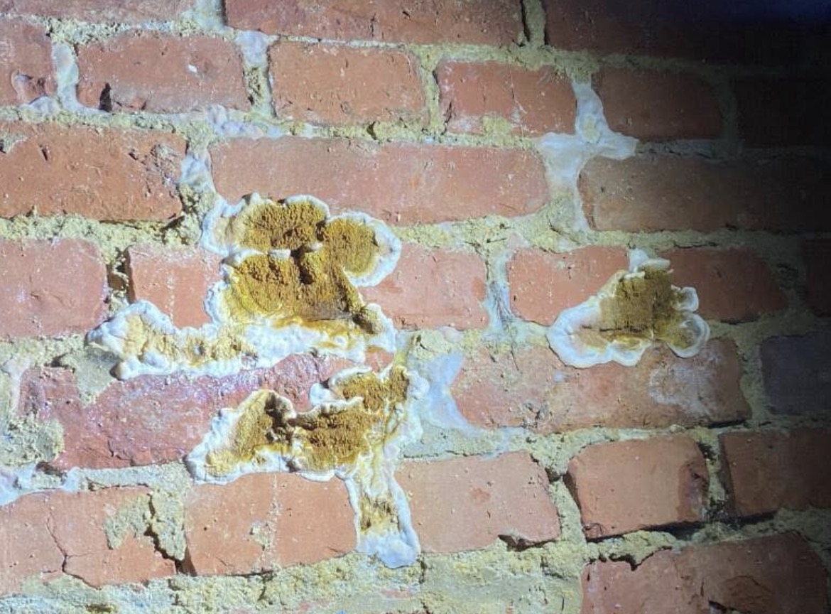Merule - Fructifications multiples sur mur - Merule (Serpula lacrymans) - ACO-Habitat
