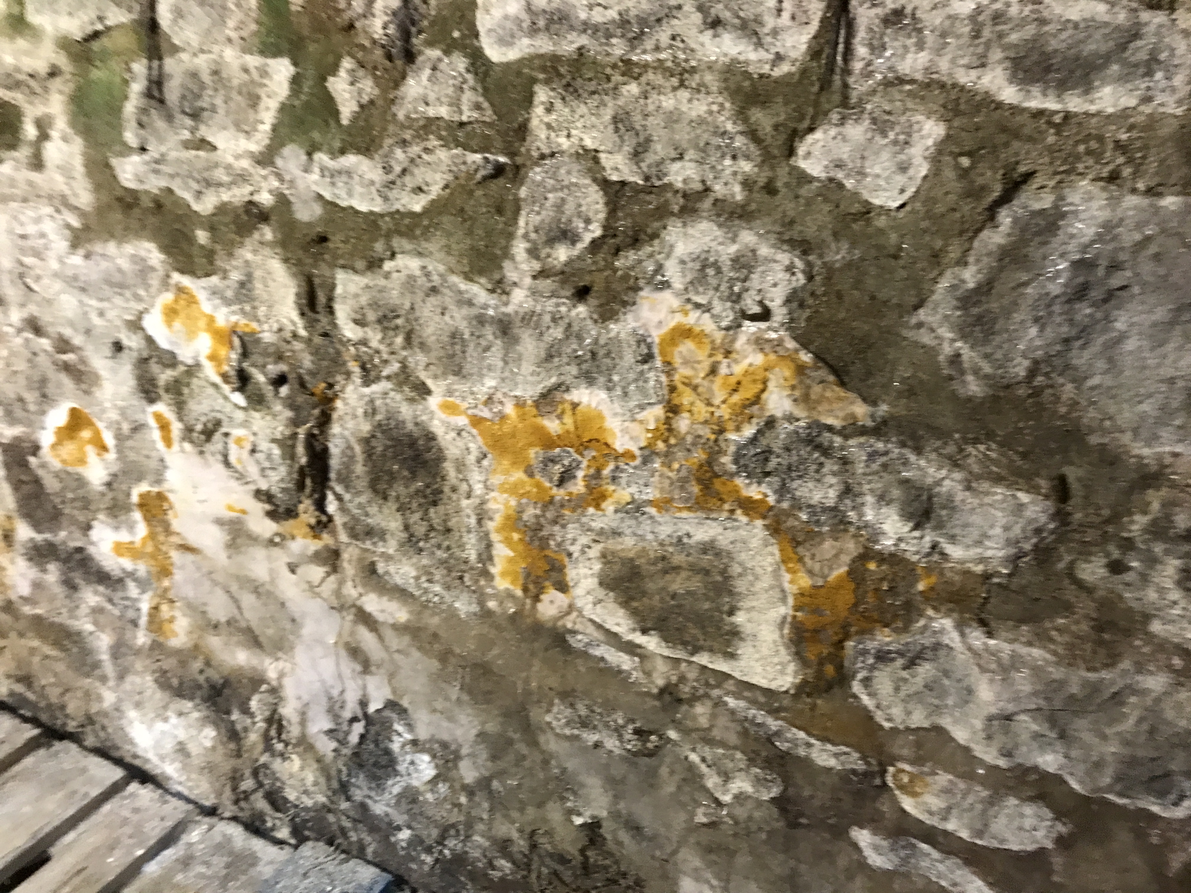 Merule sur mur de pierre - Merule (Serpula lacrymans) - ACO-Habitat