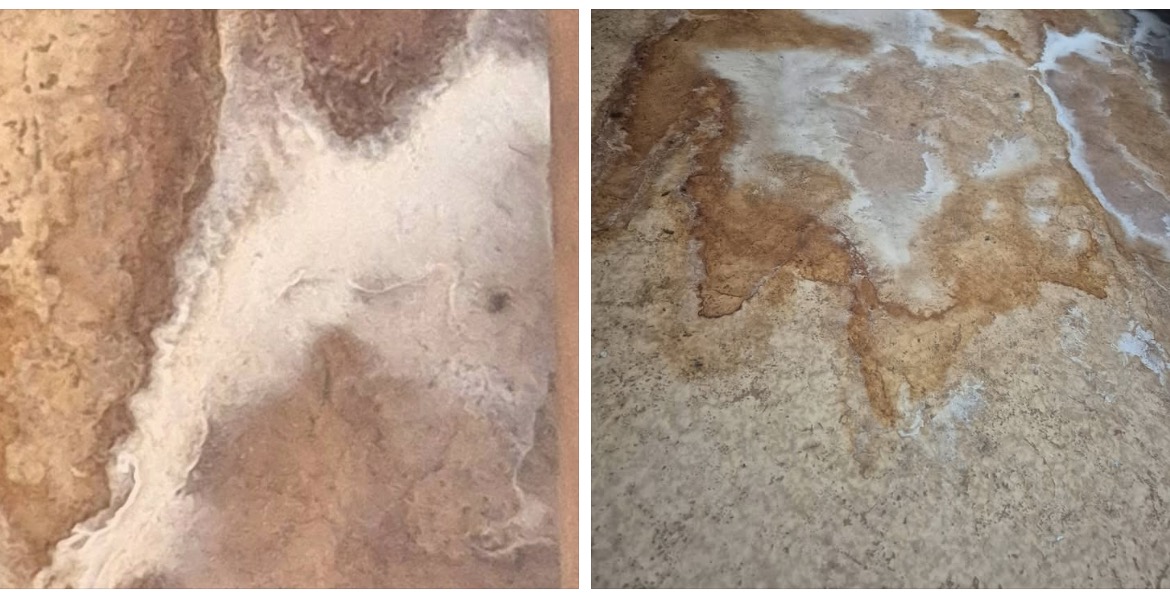 Merule - Mycelium sur mur - Merule (Serpula lacrymans) - ACO-Habitat