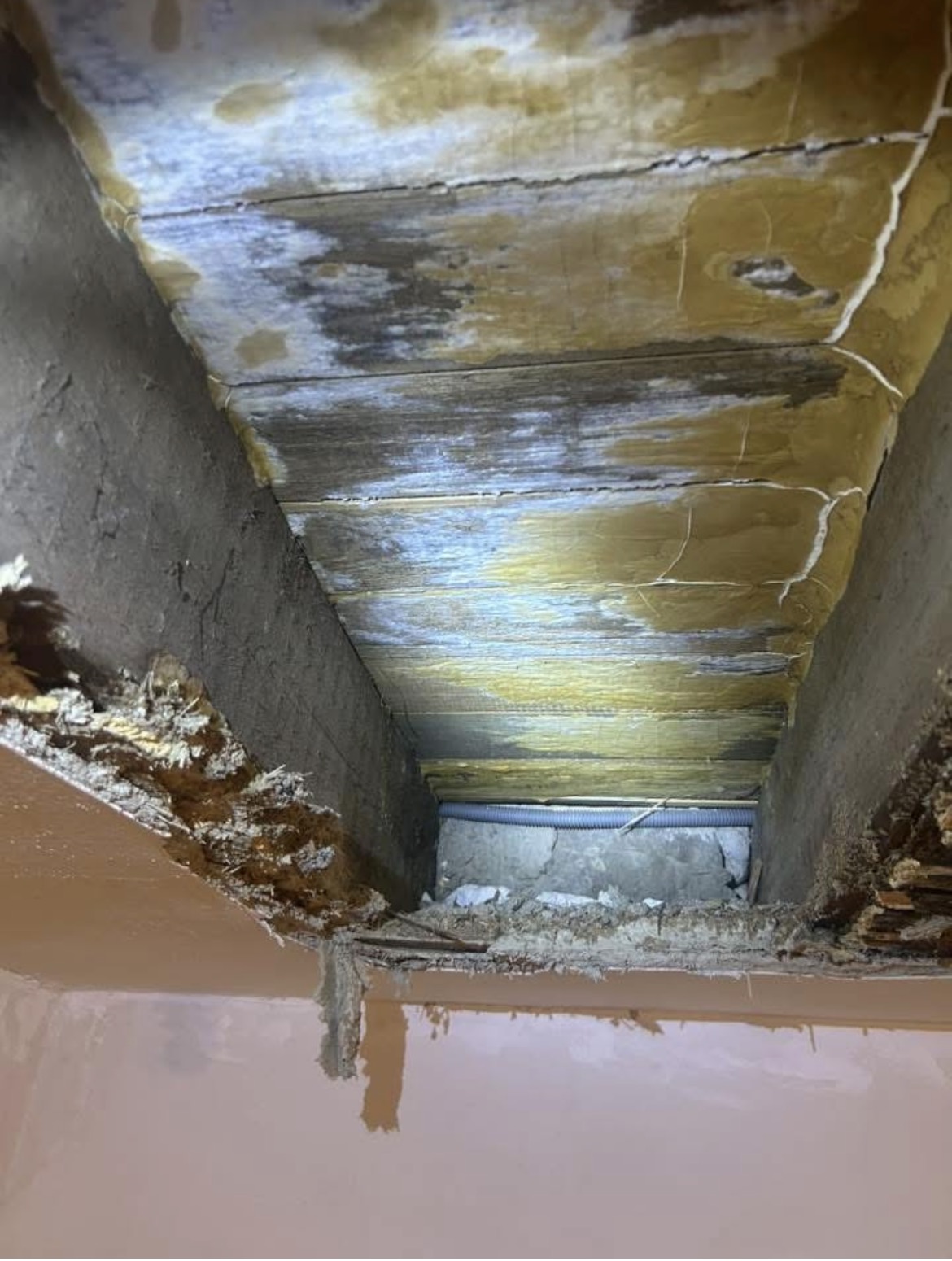 Merule - Degats plafond/plancher - Merule (Serpula lacrymans) - ACO-Habitat