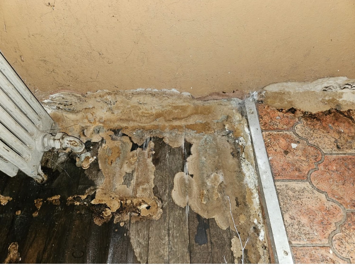 Merule - Angle mur/sol pres radiateur - Merule (Serpula lacrymans) - ACO-Habitat