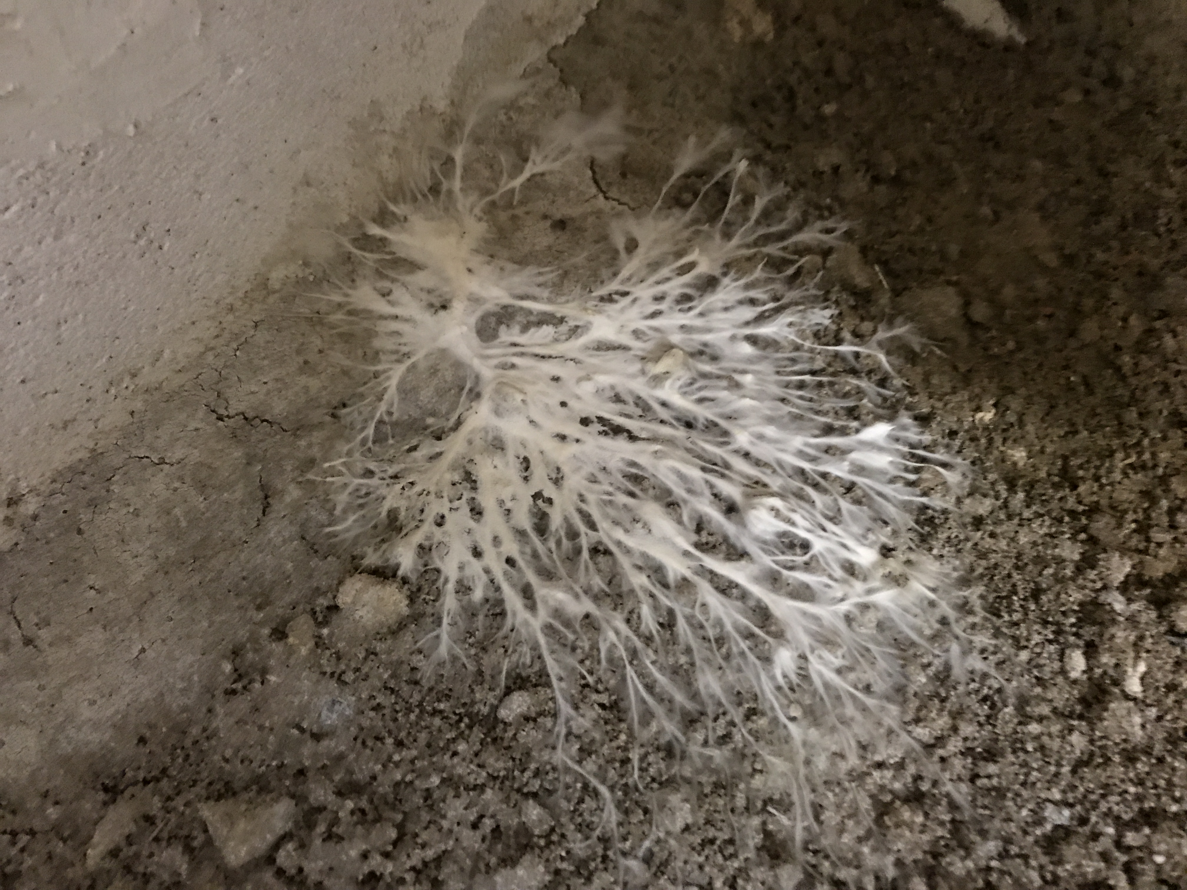 Mycelium de merule en eventail - Merule (Serpula lacrymans) - ACO-Habitat