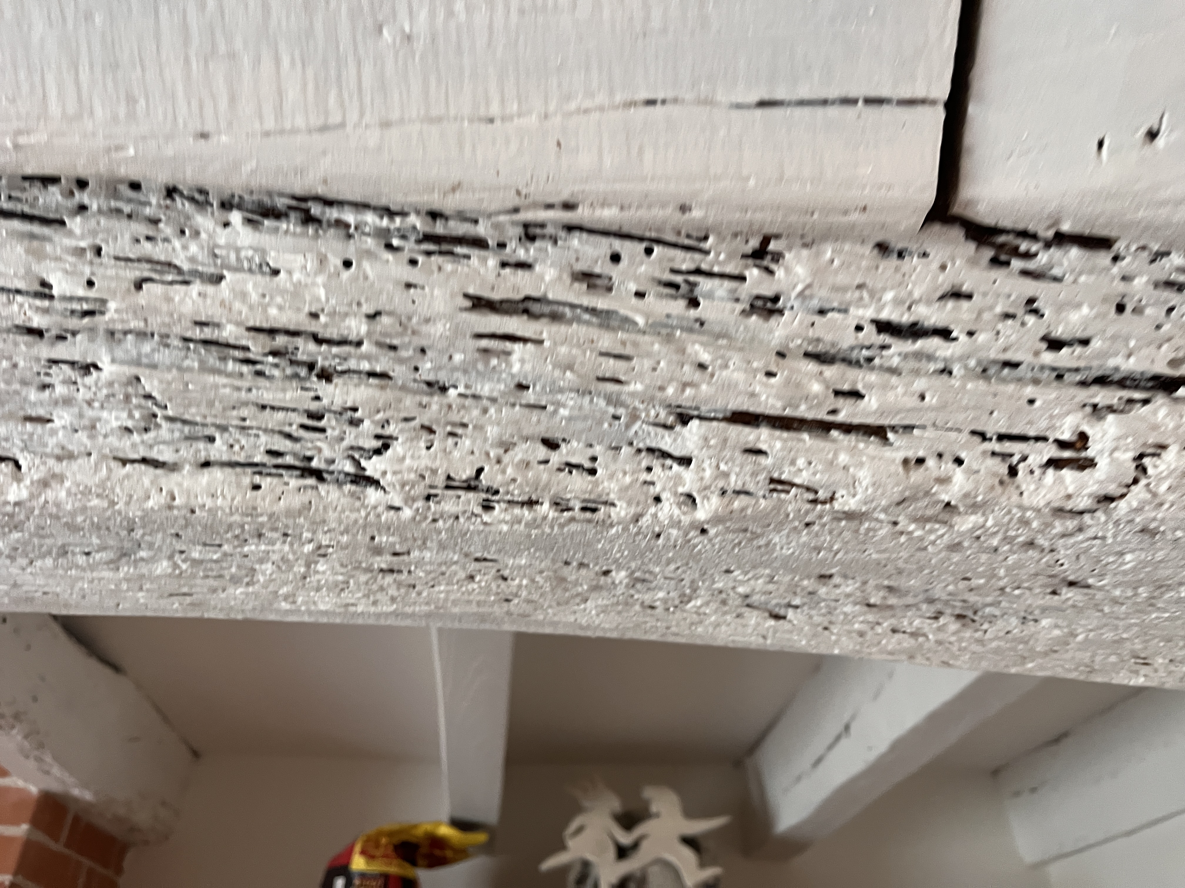 Vrillettes - Poutre de plafond - Petite vrillette (Anobium punctatum) - ACO-Habitat