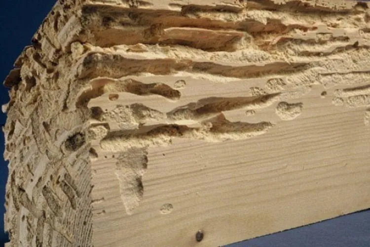 Bois attaque par capricorne - Capricorne des maisons - ACO-Habitat