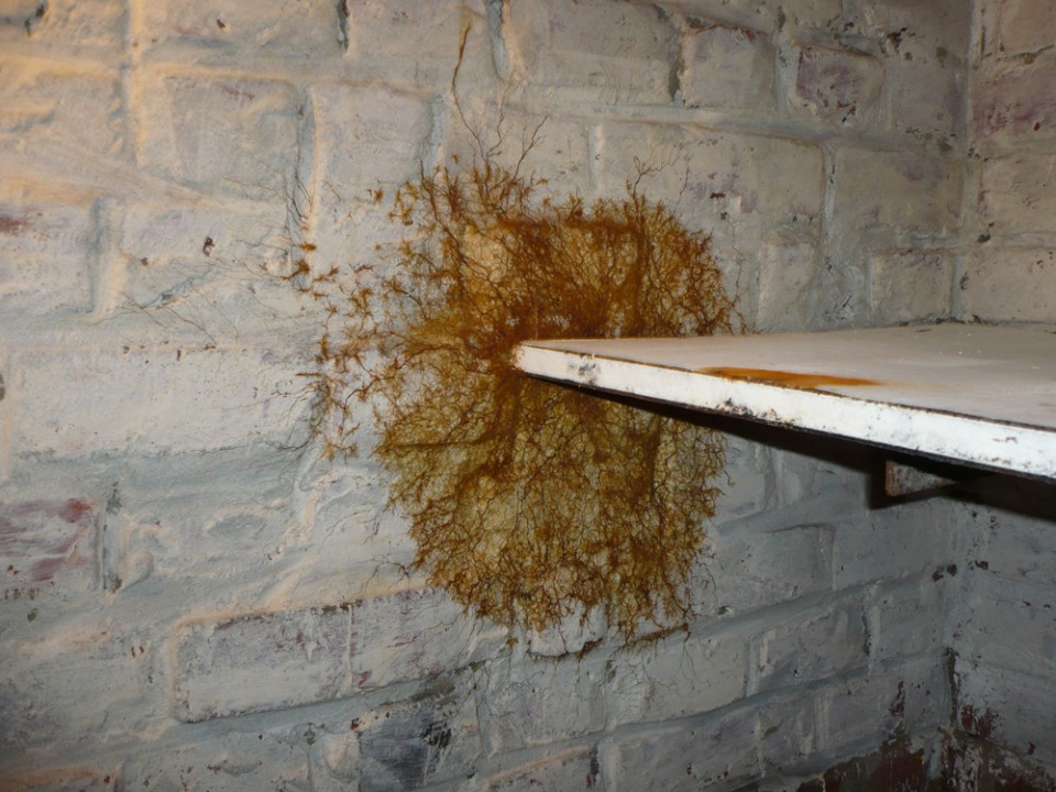 Syrrotes de merule sur mur - Merule (Serpula lacrymans) - ACO-Habitat