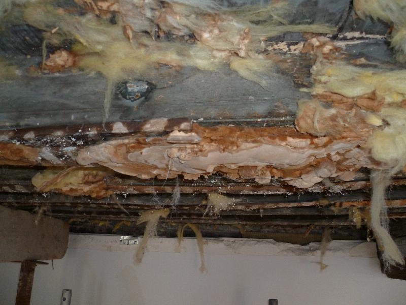 Merule sous plancher au Mans - fructifications et degats