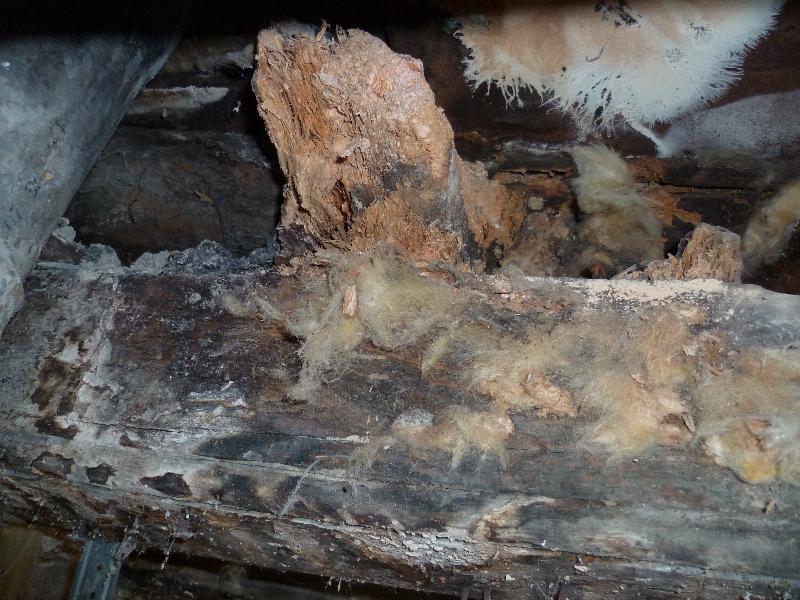 Merule sous plancher - Alencon - Merule (Serpula lacrymans) - ACO-Habitat