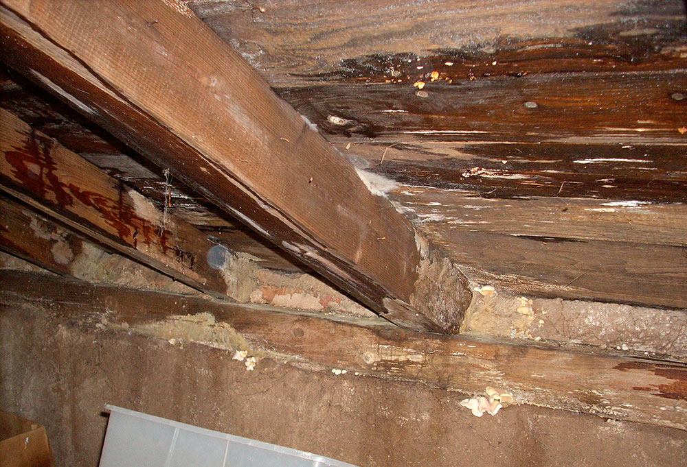 Merule sous plancher dans l'Orne