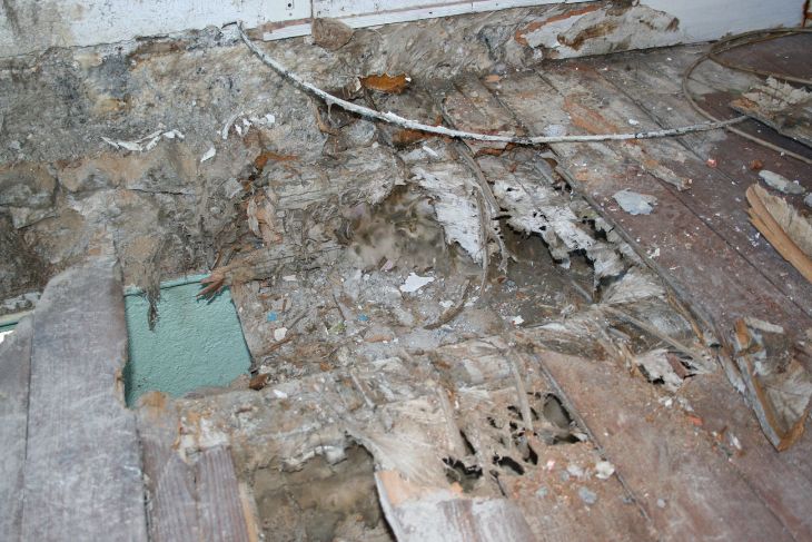 Degats de merule sur plancher bois - pourriture cubique et destruction du parquet dans une maison de la Sarthe