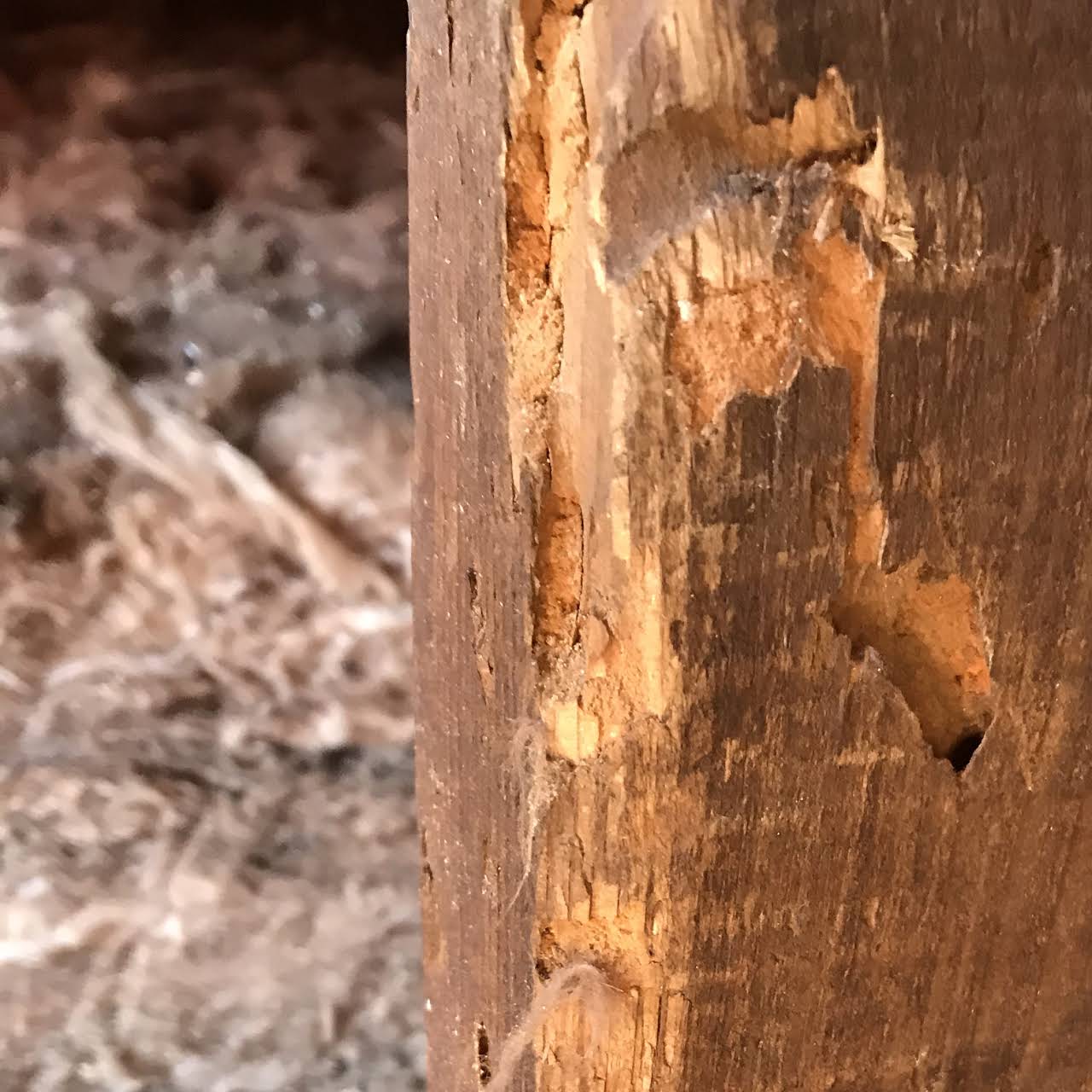 Poutre attaquee par capricorne - Capricorne des maisons - ACO-Habitat