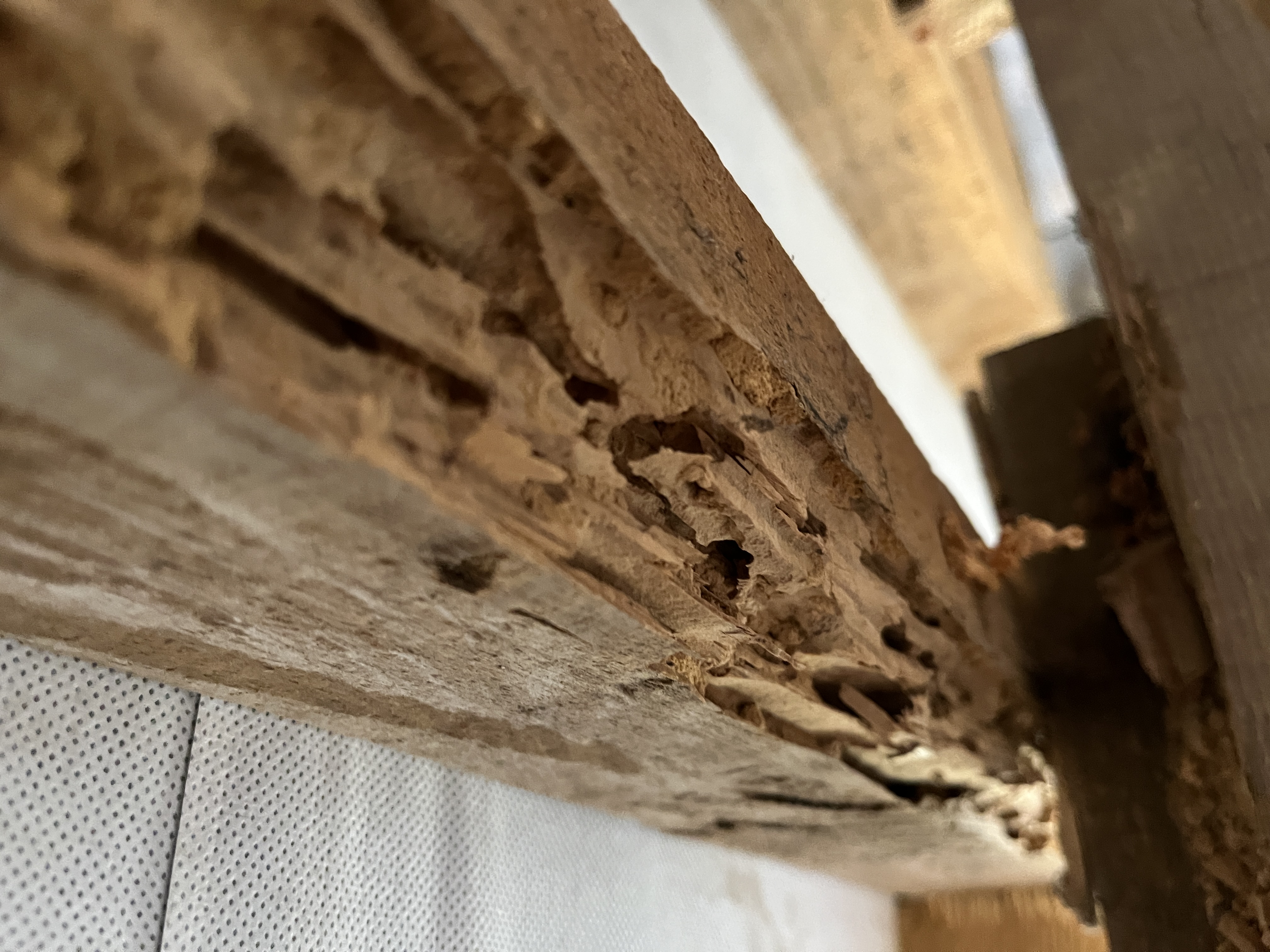 Galeries de capricorne exposees - Capricorne des maisons - ACO-Habitat
