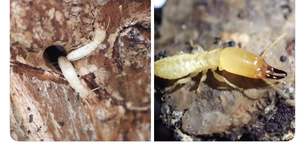 Termites ouvriers et larves - insectes xylophages blancs/jaunes devoreurs de bois