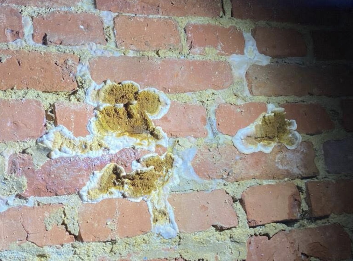 Fructification jaune-orangee de merule sur un mur en briques rouges
