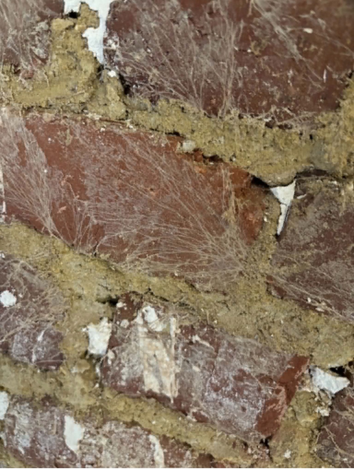 Mycelium blanc filamenteux de merule s'etalant en eventail sur un mur