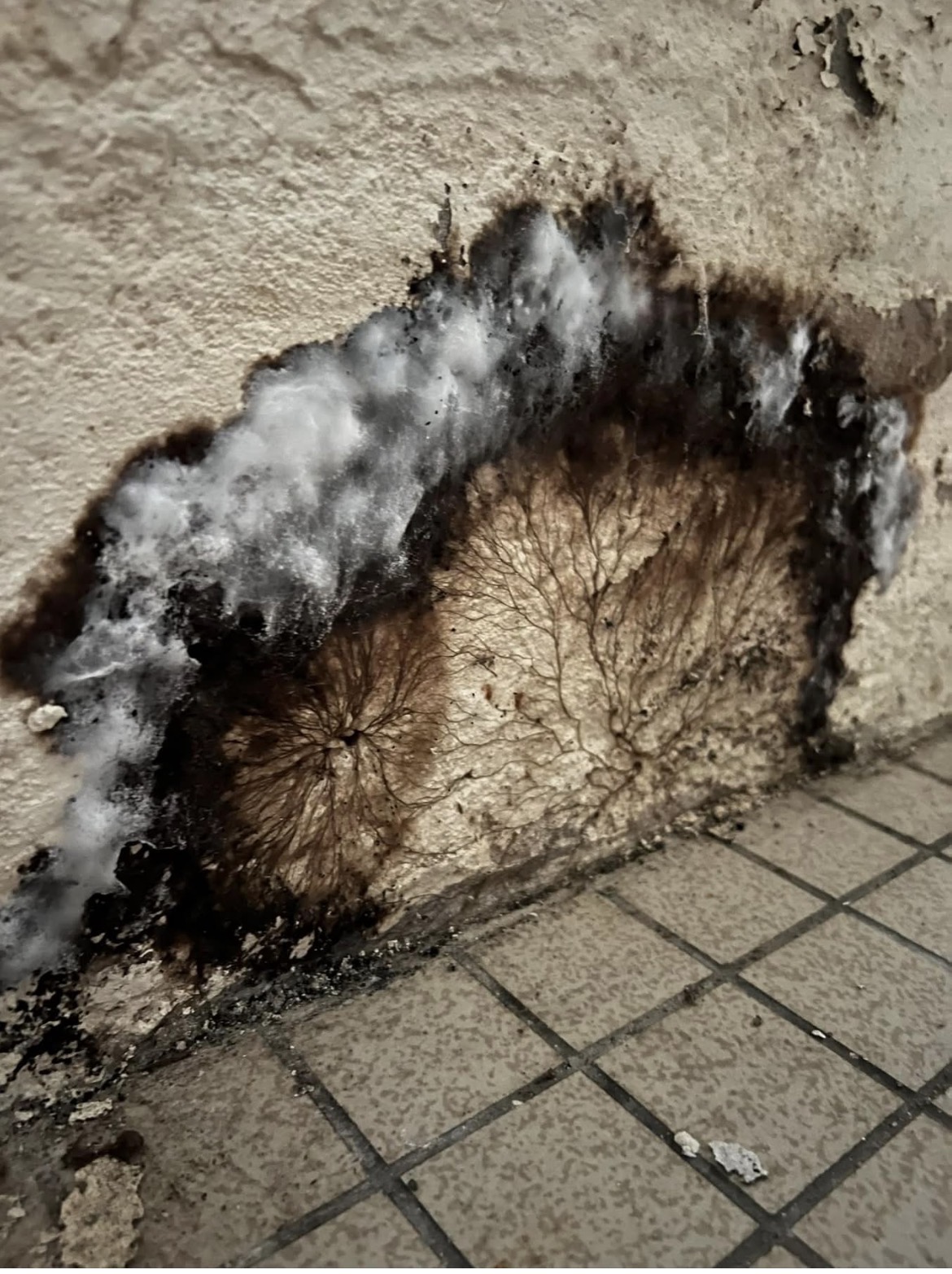 Mycelium blanc cotonneux et rhizomorphes noirs ramifies de merule sur un crepi