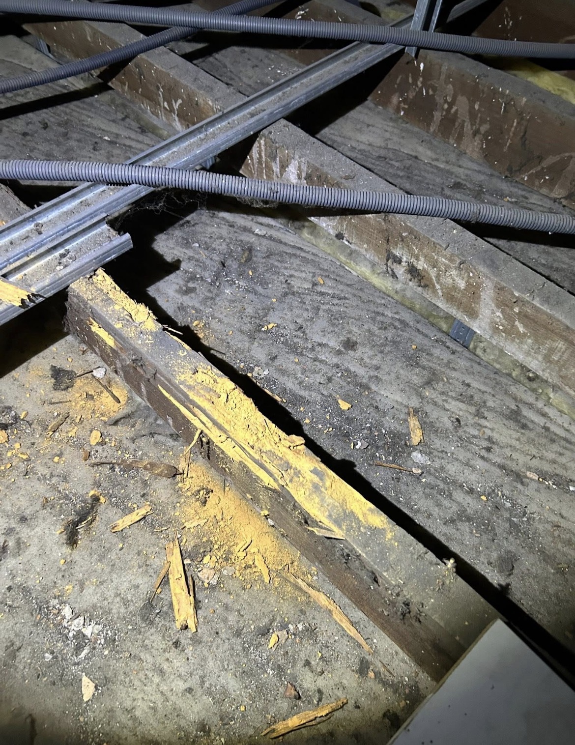 Solives de plancher rongees par la merule avec pourriture cubique jaune