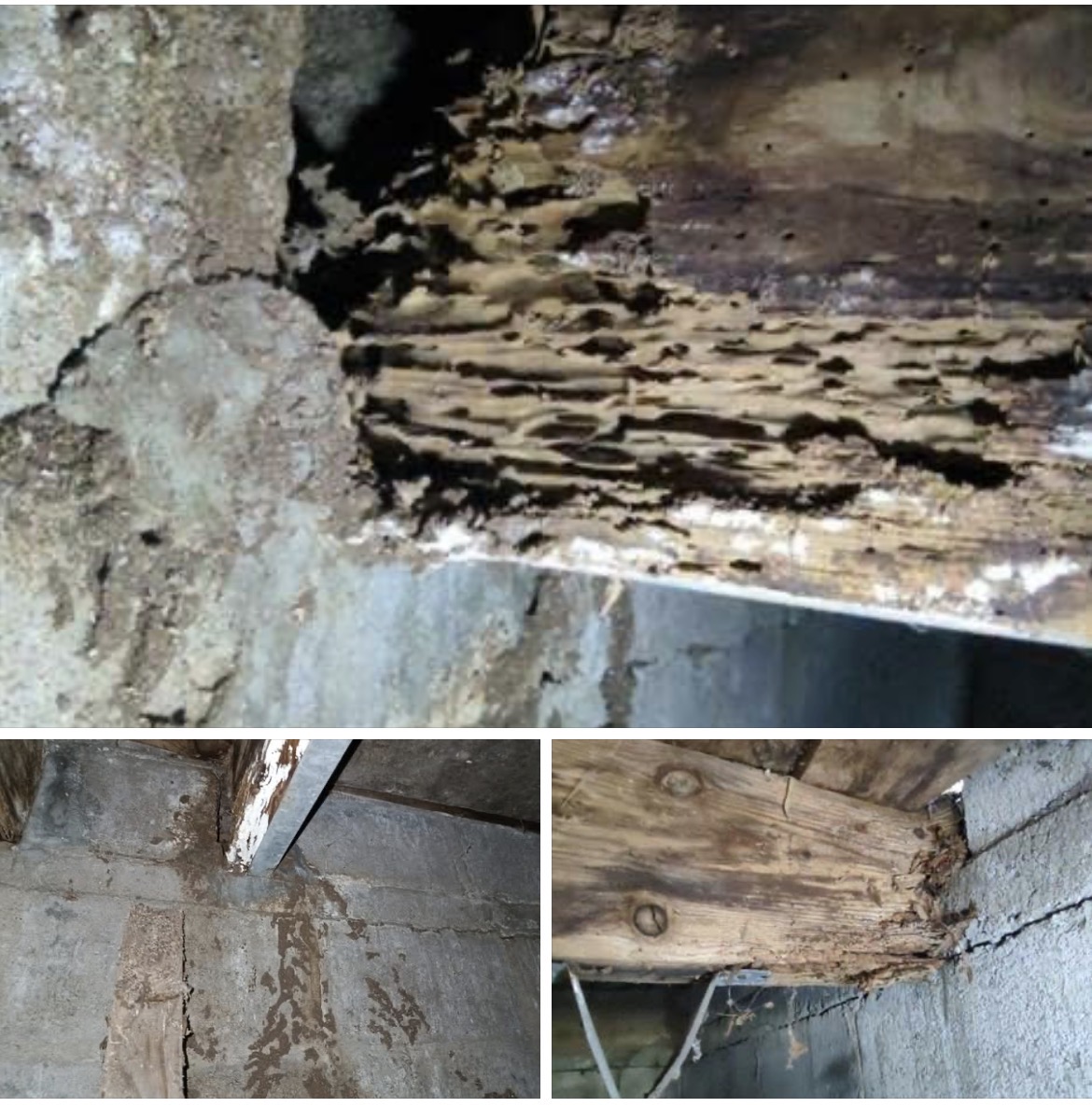Poutre en bois fortement degradee par la merule (pourriture cubique)