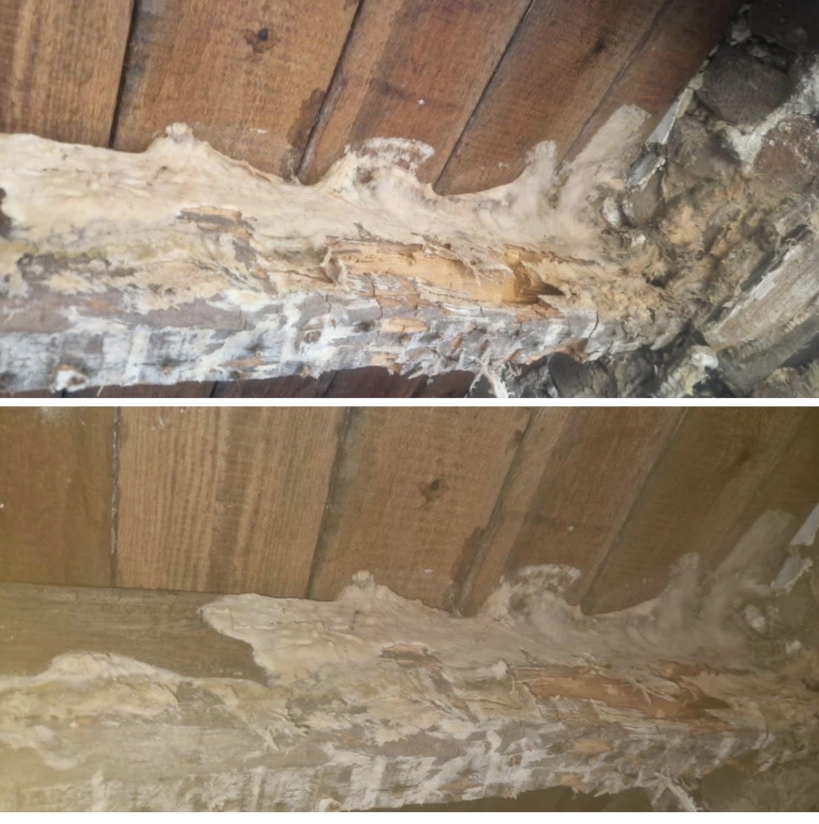 Poutre en bois attaquee par la merule avec mycelium et pourriture cubique