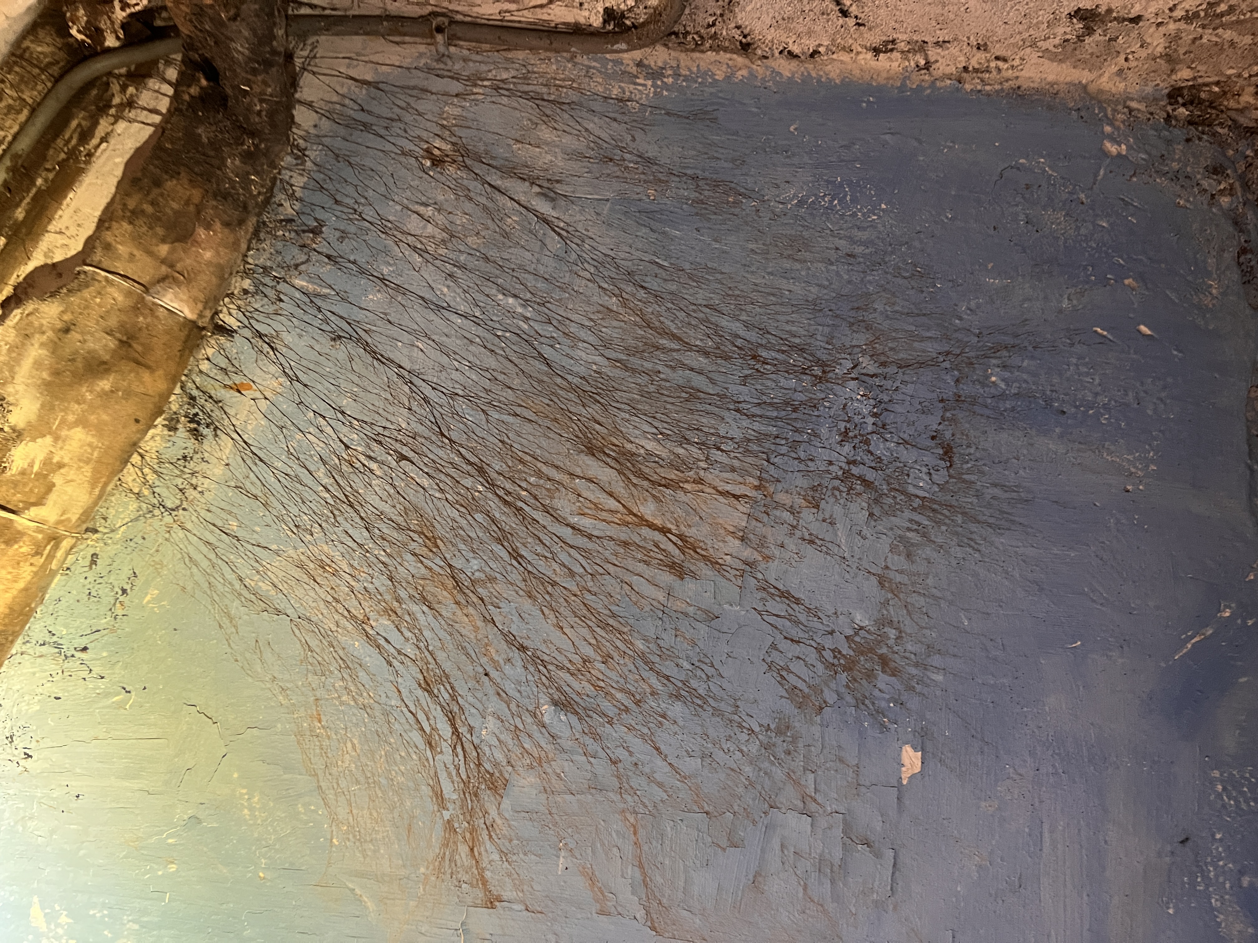 Rhizomorphes de merule progressant sur un mur - inspection avant vente