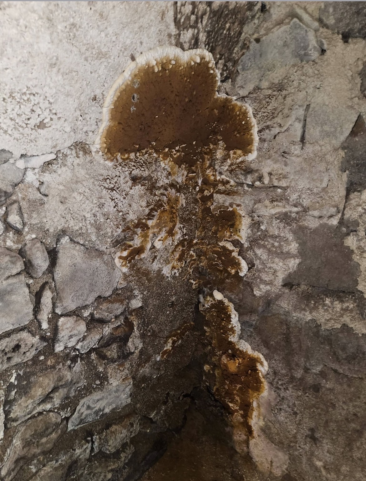 Sporophore de merule brun a lisere blanc coulant sur un mur en pierre
